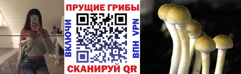 Купить закладки  Макаров  Галлюциногенные грибы мицелий 